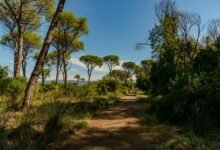 apex growth pathway identified