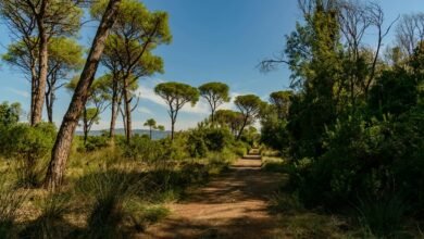 apex growth pathway identified