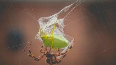 deadly arachnid species revealed